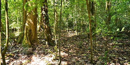 Descubre Chiapas con EmporioTravelsExcursión selva Lacandona<br><small>(3 dias)</small>
